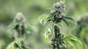 THC and Social Bonding: Can Cannabis Strengthen Relationships?