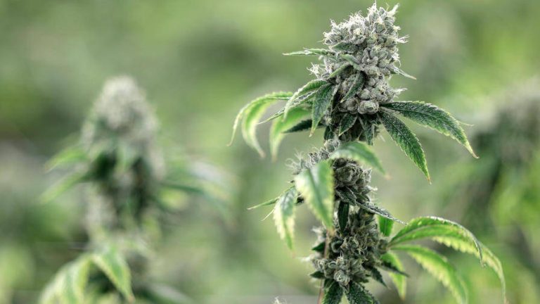 THC and Social Bonding: Can Cannabis Strengthen Relationships?