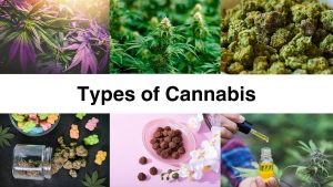 Stacking Cannabis with Psychedelics: What Science Says About Cross-Effects